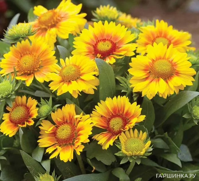 Гайлардия Аризона априкот
