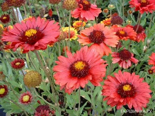 Гайлардия Бургундер