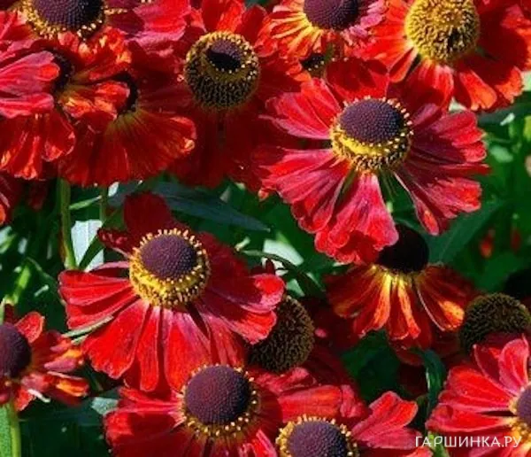 Гелениум Рубинцверг