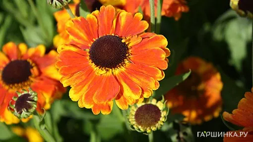 Гелениум Сахинс Эрли Фловерер