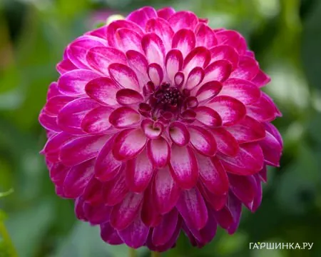 Георгина Литл Роберт помпонная