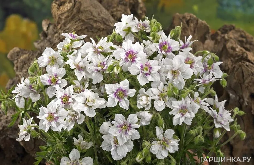 Герань садовая Алгера Дабл