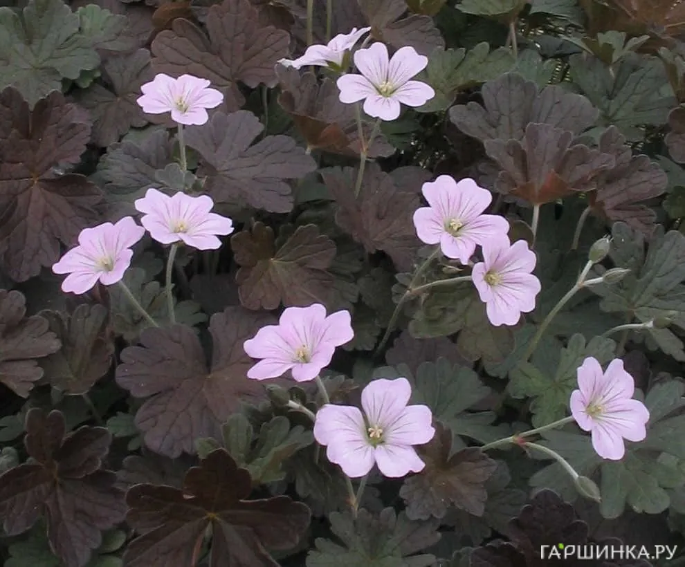 Герань садовая Даски Круг