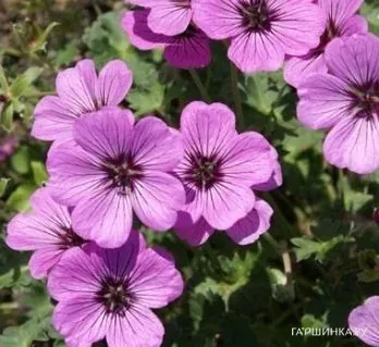 Герань садовая Сатин