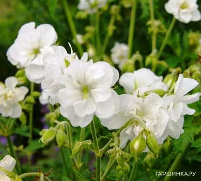 Герань садовая Лаура