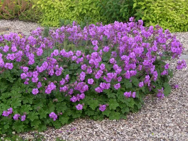 Герань садовая Кембридж