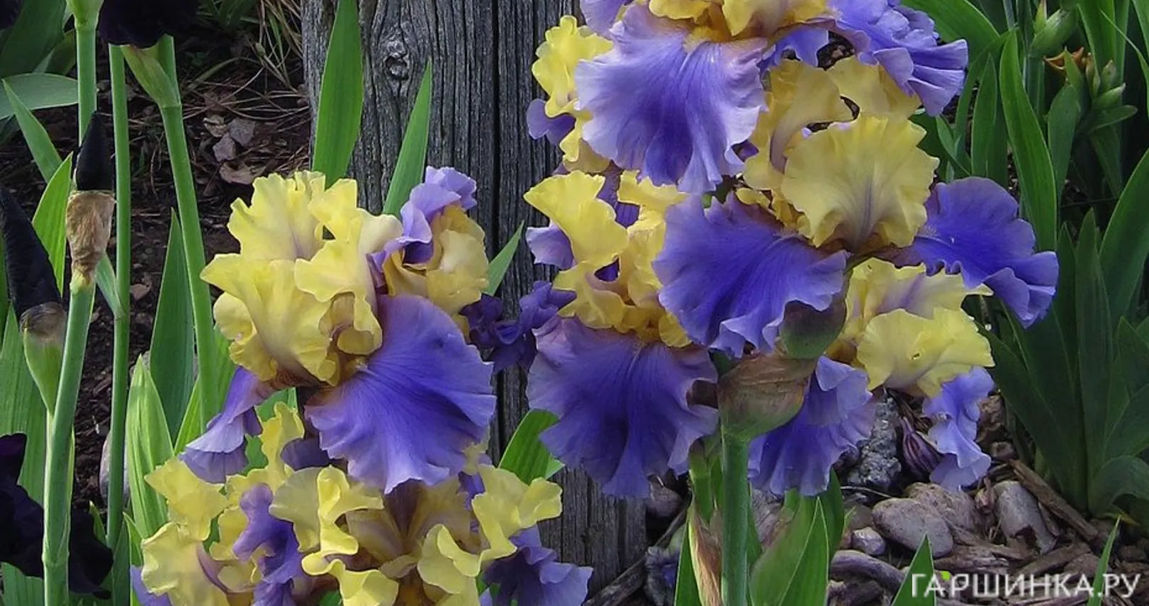 Ирис бородатый Эдит Волфорд