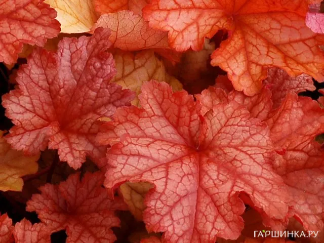 Гейхера Паприка