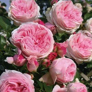 Роза Джардина плетистая, Тантау (лиц)