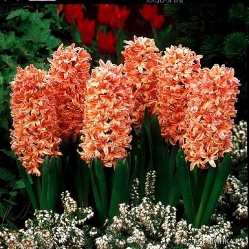 Гиацинт Джипси Кyин 3 шт