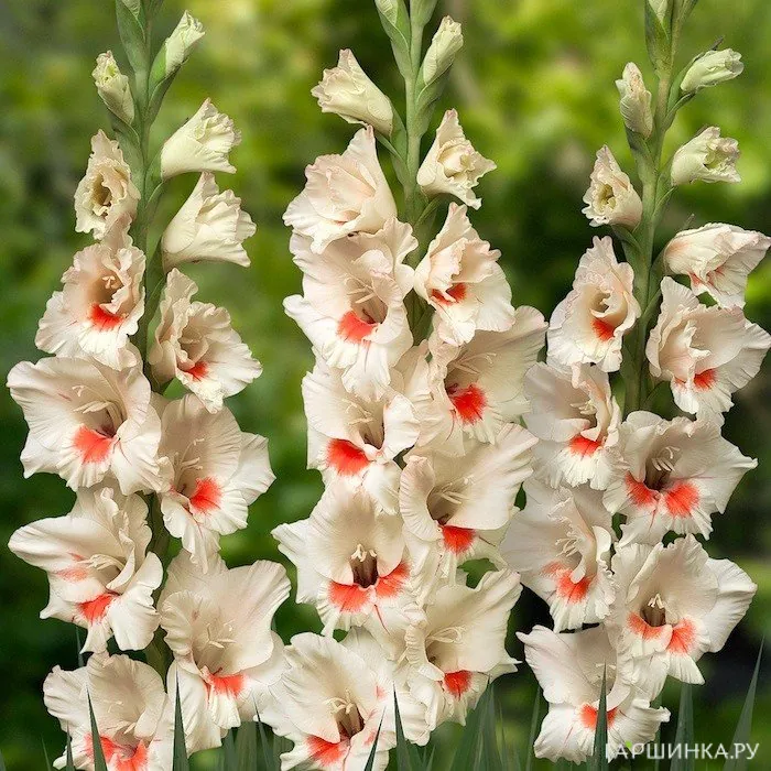 Гладиолус крупноцветковый Аякс 5шт.