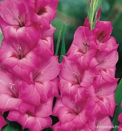 Гладиолус Фиделио 5 шт