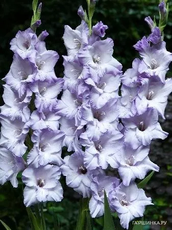 Гладиолус Свит Блу 5 шт.