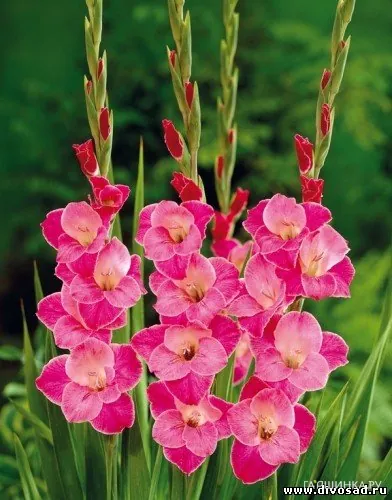 Гладиолус Сильвана 7 шт.