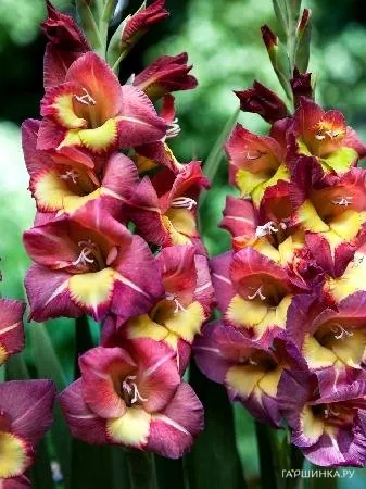 Гладиолус Брешиа