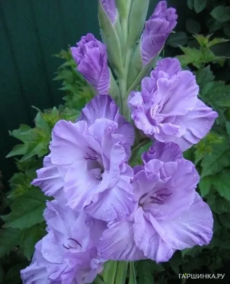 Гладиолус Голубой Топаз