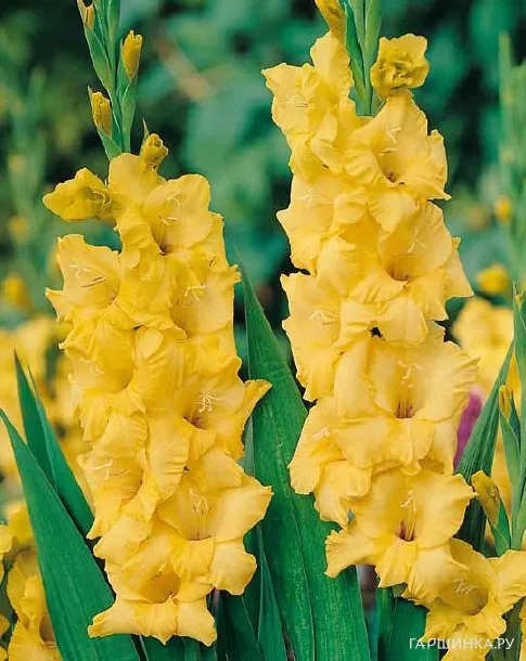 Гладиолус Лимончелло 5 шт
