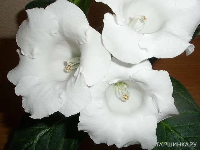 Глоксиния Монт Бланк