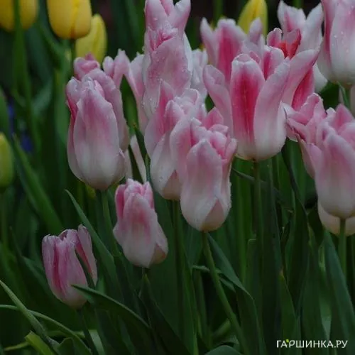 Тюльпан Холланд Чик лилиецветный 5шт