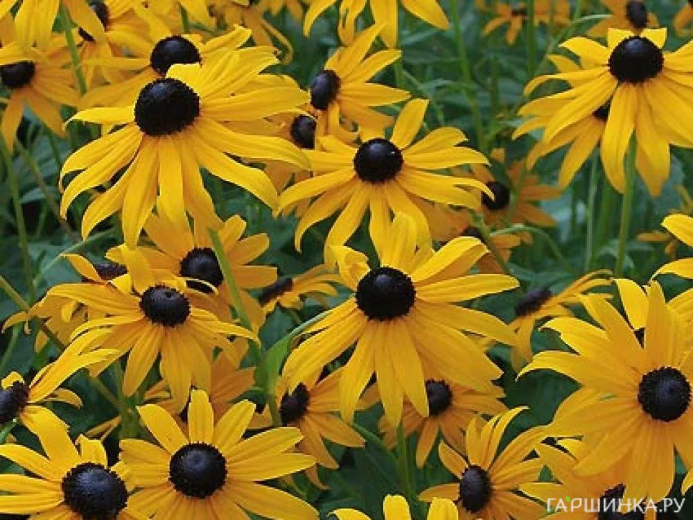 Рудбекия Gold Sturm
