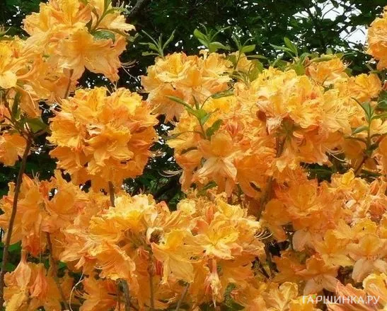 Рододендрон (Азалия) Голден Лайтс