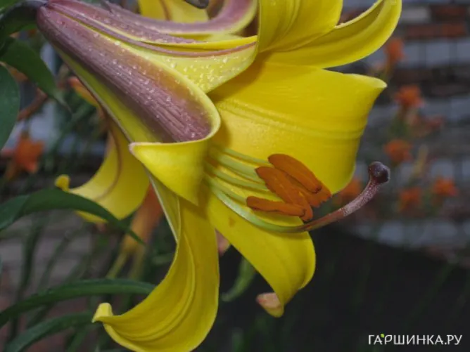Лилия Голден Сплендор трубчатая желтая
