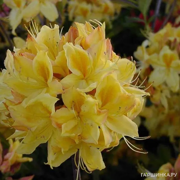 Рододендрон (Азалия) Golden Sunset