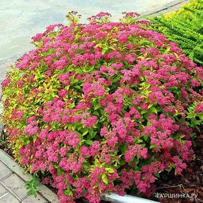 Спирея Голдфлейм японская