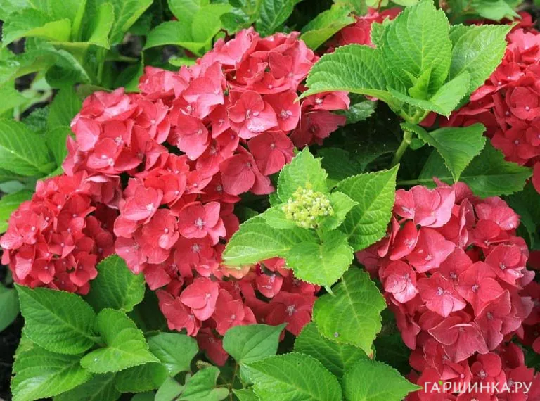 Гортензия Хот Ред крупнолистная (макрофила)