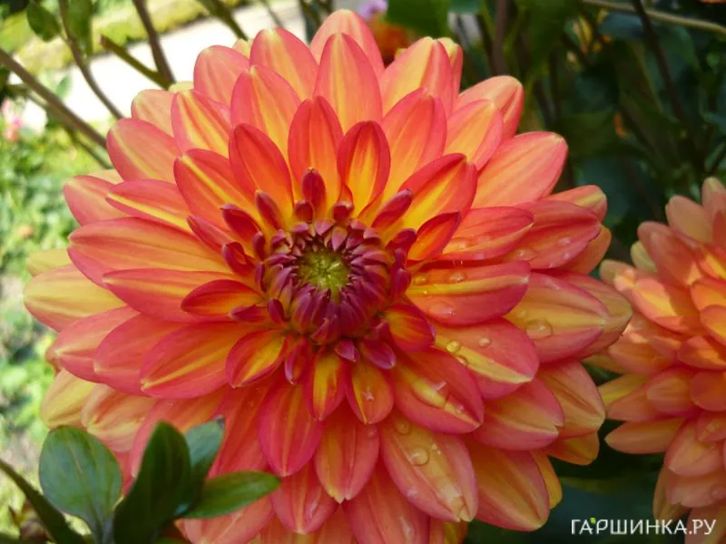 Георгина Грейсленд декоративная