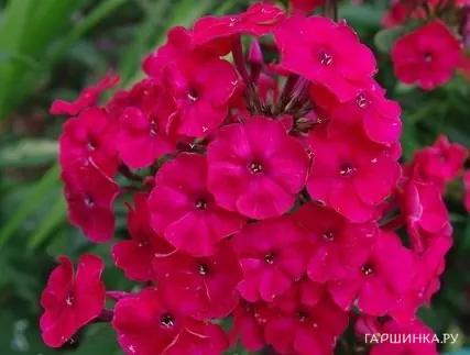 Флокс Граф Вишня