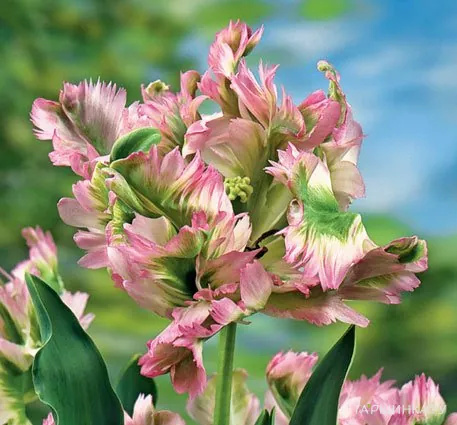 Тюльпан Грин Вейв попугайный 3шт