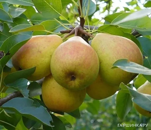 Груша Память Жегалова