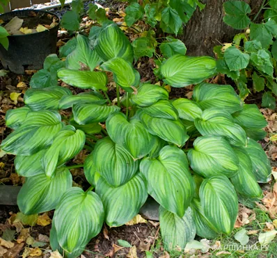 Хоста Гуакамоле (ML)