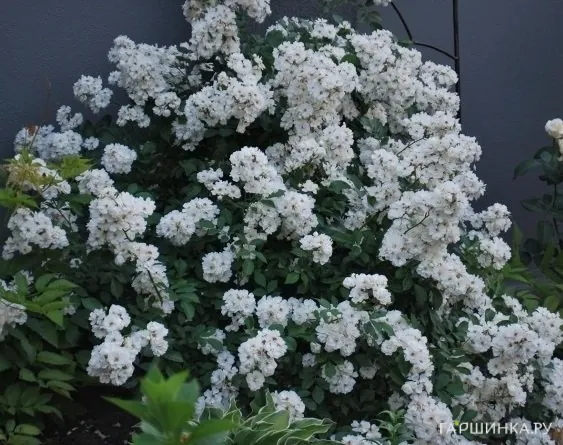 Роза Гирлянд де Амур мускусная, Ленс (лиц)