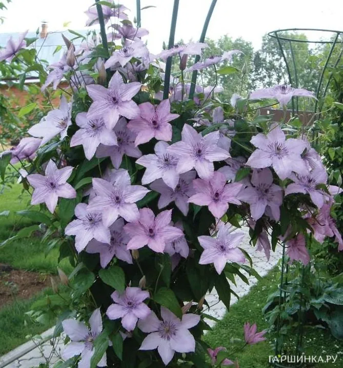 Клематис Хегли Хайбрид крупноцветковый (3)