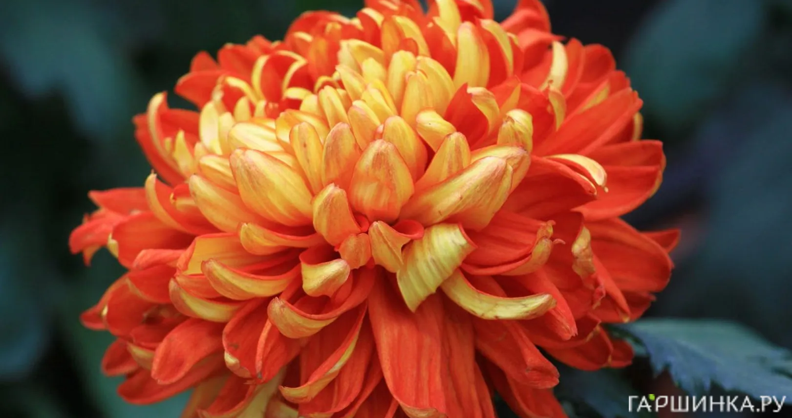 Хризантема Ханенбург