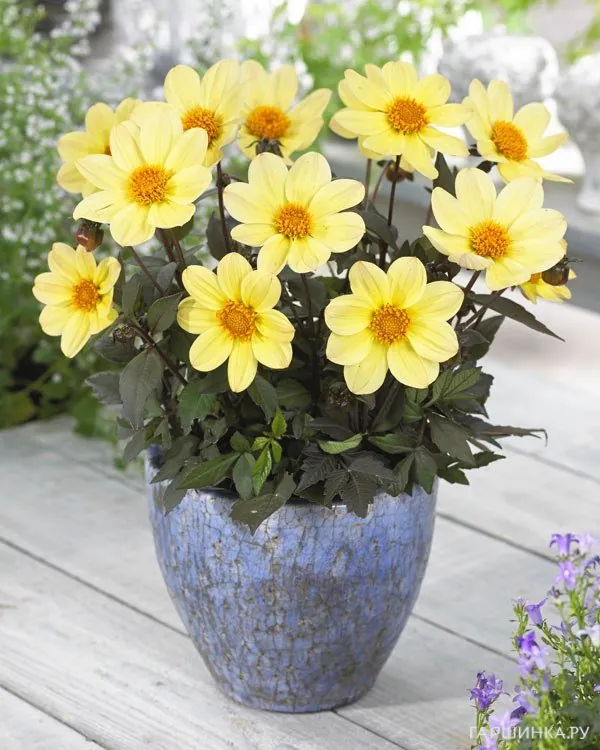 Георгина Хэппи Дэйз Лемон бордюрная