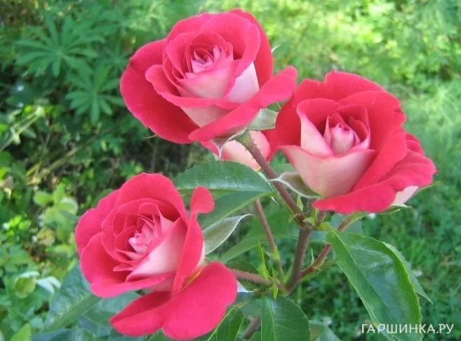 Роза Персис флорибунда, Империал Роуз Imperial Rose