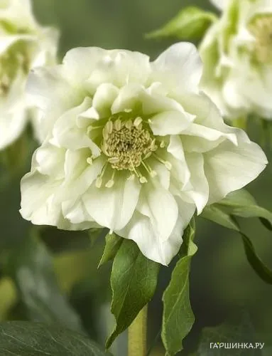 Морозник махровый Эллен Вайт