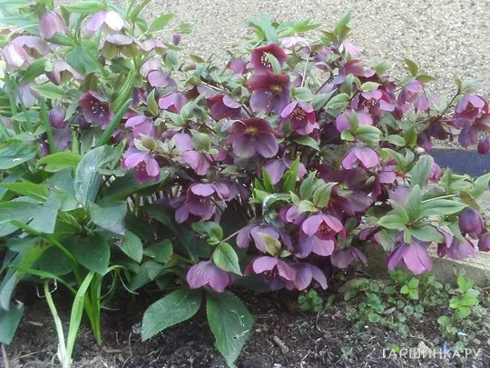 Морозник Or. Black Beauty