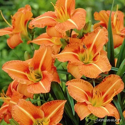 Лилейник Тускавила Тигресс