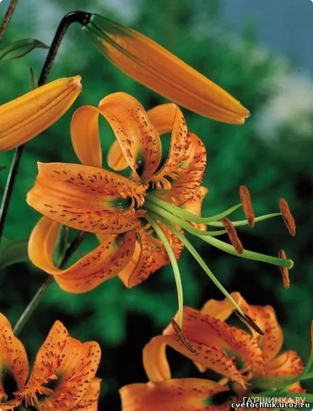 Лилия Генри видовая