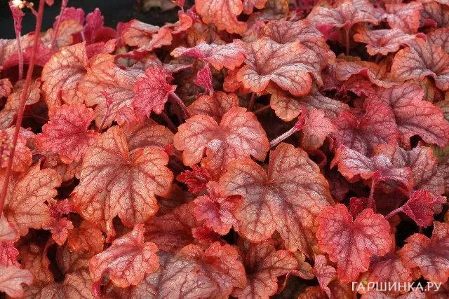 Гейхерелла Купер каскад