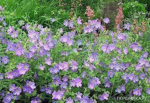 Герань садовая Азур Раш