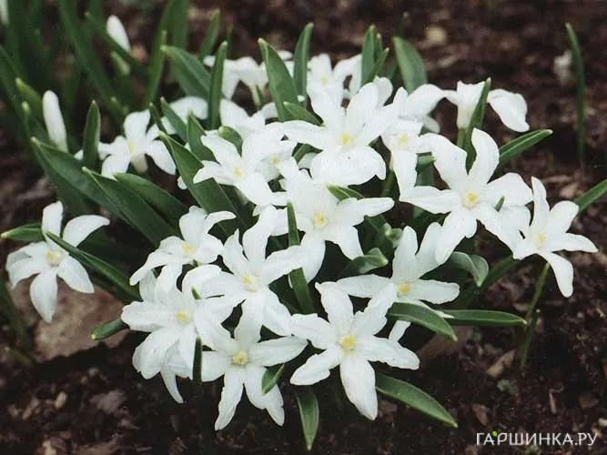 Хионодокса Люцилии Альба 15шт
