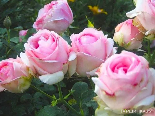 Роза Хистори чайно-гибридная, Тантау (лиц)