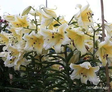 Лилия Ханимун ОТ-гибрид /2шт