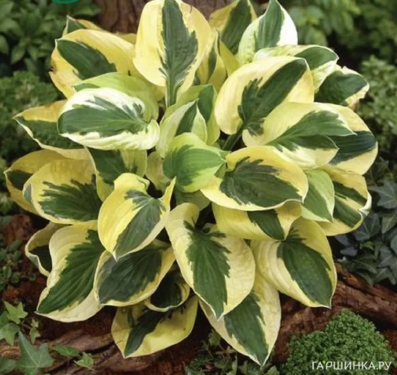 Хоста Брим Кап (SM)