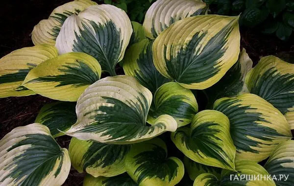 Хоста Бродвей (M)